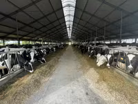 Vaca, Raza Holstein — foto 2