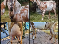 बकरी, Nubian Goat — फ़ोटो 1
