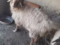 Ram, Sheep — photo 2