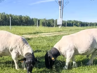 Қошқар, Hissar sheep — 8-сурет