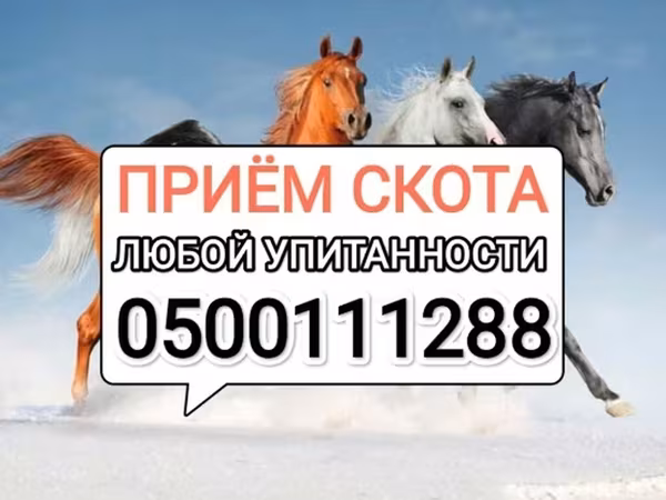 Айғыр, Жылқылар — Қырғызстан