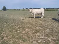 Сиыр, Charolais cattle — 2-сурет