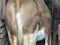 गाय, मवेशी — फ़ोटो 2