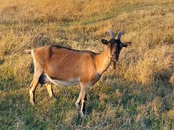 عنزة, Alpine goat