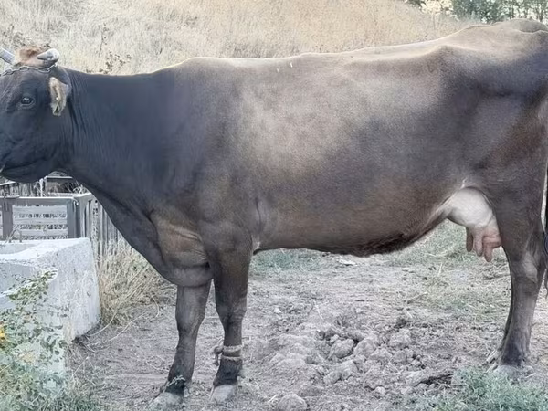 Сиыр, Ukrainian Brown Dairy Cattle