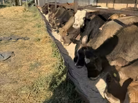 सांड, अलाताऊ नस्ल — फ़ोटो 1