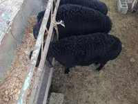 公羊, Sheep — 照片 3