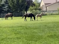 Stute, Rocky Mountain Horse — Foto 5