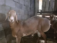Қошқар, Arashan sheep — 1-сурет
