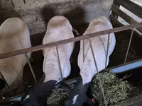 Sheep, Dorper sheep — photo 1