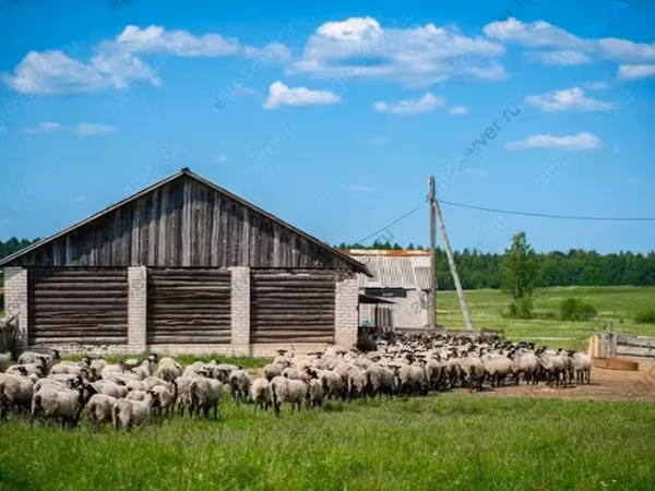 Widder, Romanov sheep