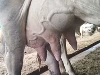 Сиыр, Swiss cattle — 1-сурет