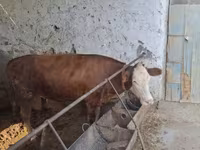 ثور, Simmental cattle — الصورة 2