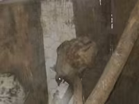 Chickens — 2-сурет