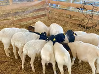 Oveja, Dorper sheep — foto 2