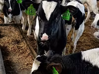 गाय, Russian Black pied cattle — फ़ोटो 7