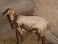 Қой, Arashan sheep — 3-сурет