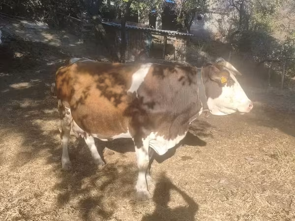 Kuh, Swiss cattle — Kirgisistan