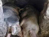 خنزير ذكر, الخنازير — الصورة 2