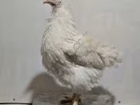 हाइसेक्स — फ़ोटो 3
