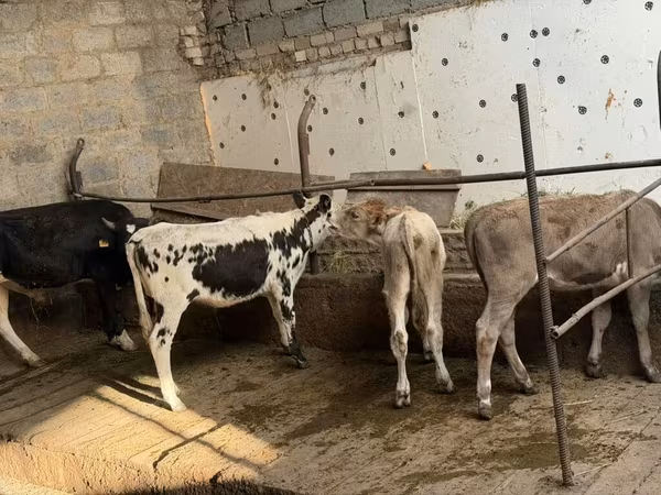 सांड, Russian Black pied cattle