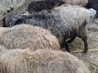 Schaf, Schafe — Foto 2