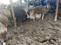 Schaf, Schafe — Foto 1