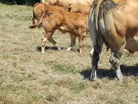 Vaca, Raza de vaca — foto 4