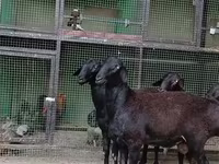 Oveja, Hissar sheep — foto 2
