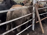 Cow, Cattle — photo 3