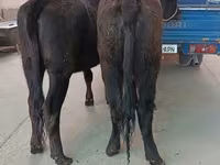 गाय, एबरडीन - एंगस — फ़ोटो 5