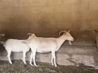 Goat, Pomellata goat — photo 1