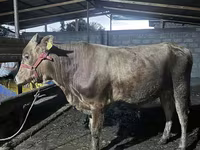 Toro, Ganado vacuno — foto 3