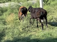 公羊, Sheep — 照片 2