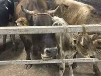 Сиыр, Ukrainian Brown Dairy Cattle — 2-сурет