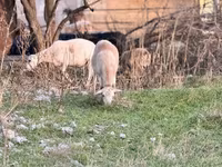 Sheep, Katum sheep — photo 3