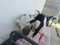 Ешкі, Saanen goat — 2-сурет