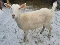 母山羊, Saanen goat — 照片 1