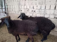 Ram, Sheep — photo 3