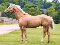 Hengst, Quarter Horse — Foto 1