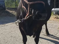 Vaca, Raza Holstein — foto 2