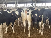 Cow, Holstein breed — photo 1