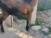 Айғыр, Жылқылар — 2-сурет