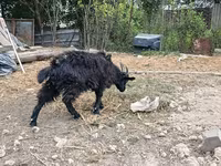Cabro, Cabras — foto 5