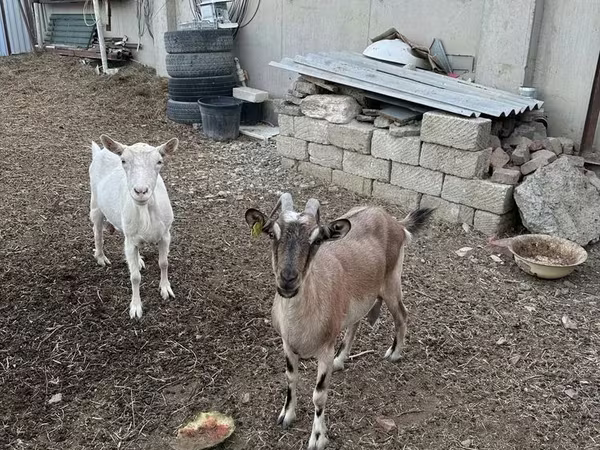 Ешкі, Ешкілер — Қазақстан