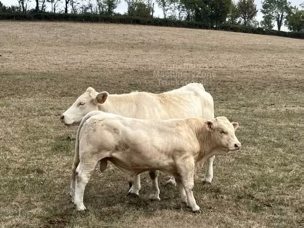 ثور, Charolais cattle