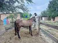 Mare, French Trotter — photo 3