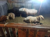 Sheep, Sheep — photo 2
