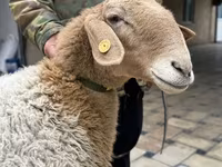 Қой, Awassi sheep — 2-сурет