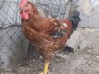 Chickens — Foto 1
